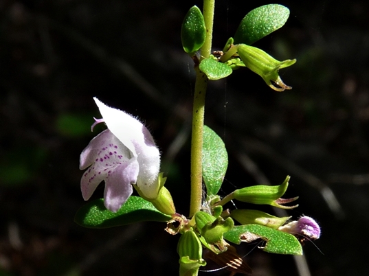 {Clinopodium georgianum}